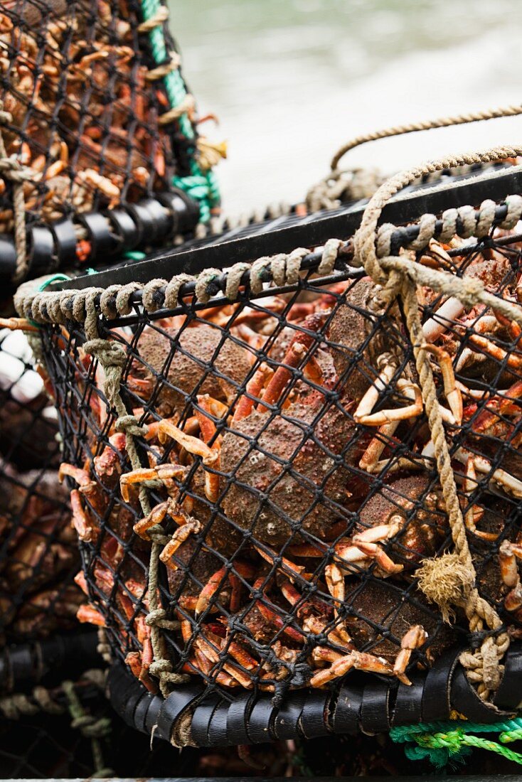 Baskets of freshly caught crabs at Port Isaac (Cornwall, England)