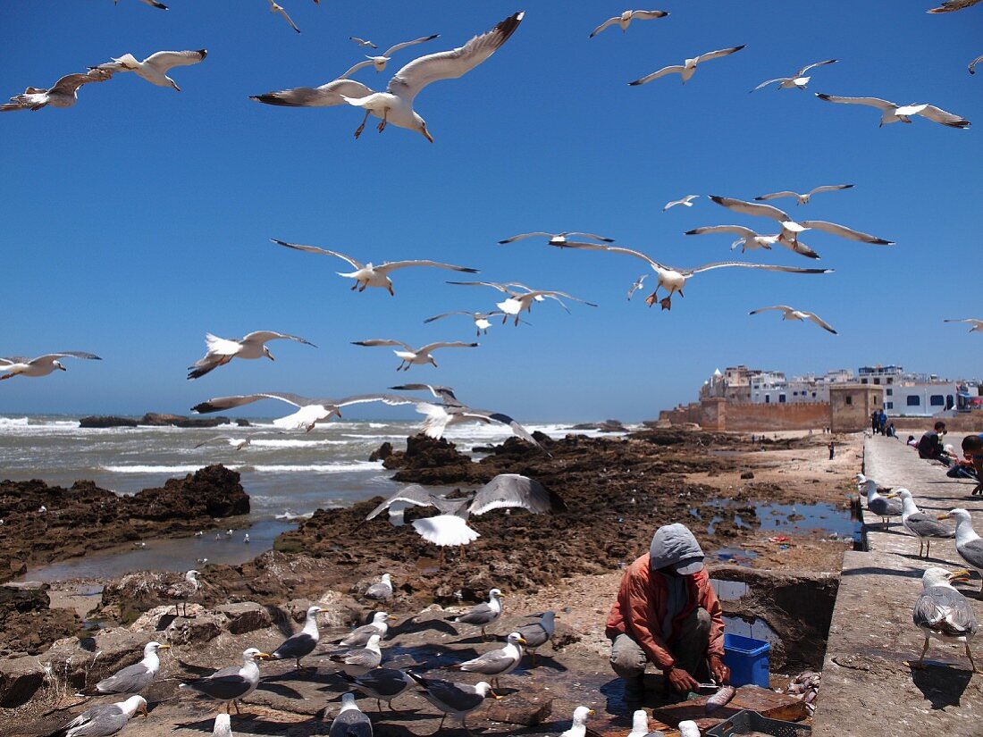 Fischer putzt seinen Fang, umringt von Möwen am Strand von Essaouira, Marokko