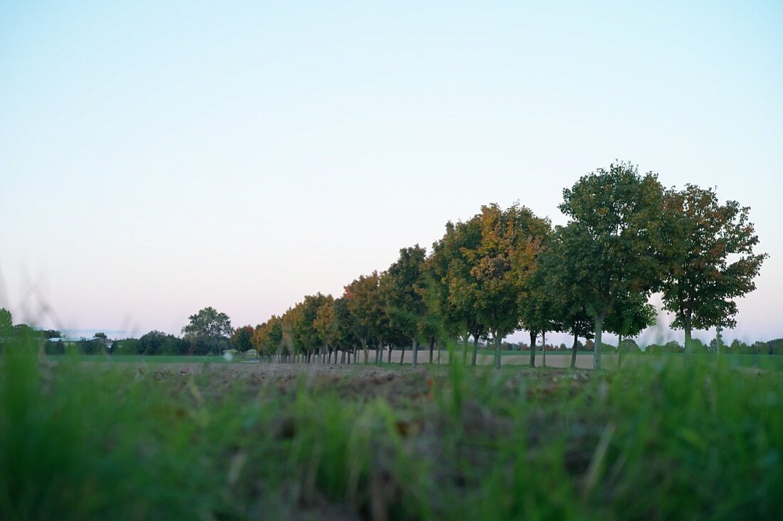 Felder zwischen Katschow und Mellenthin in Abenddämmerung, Usedom