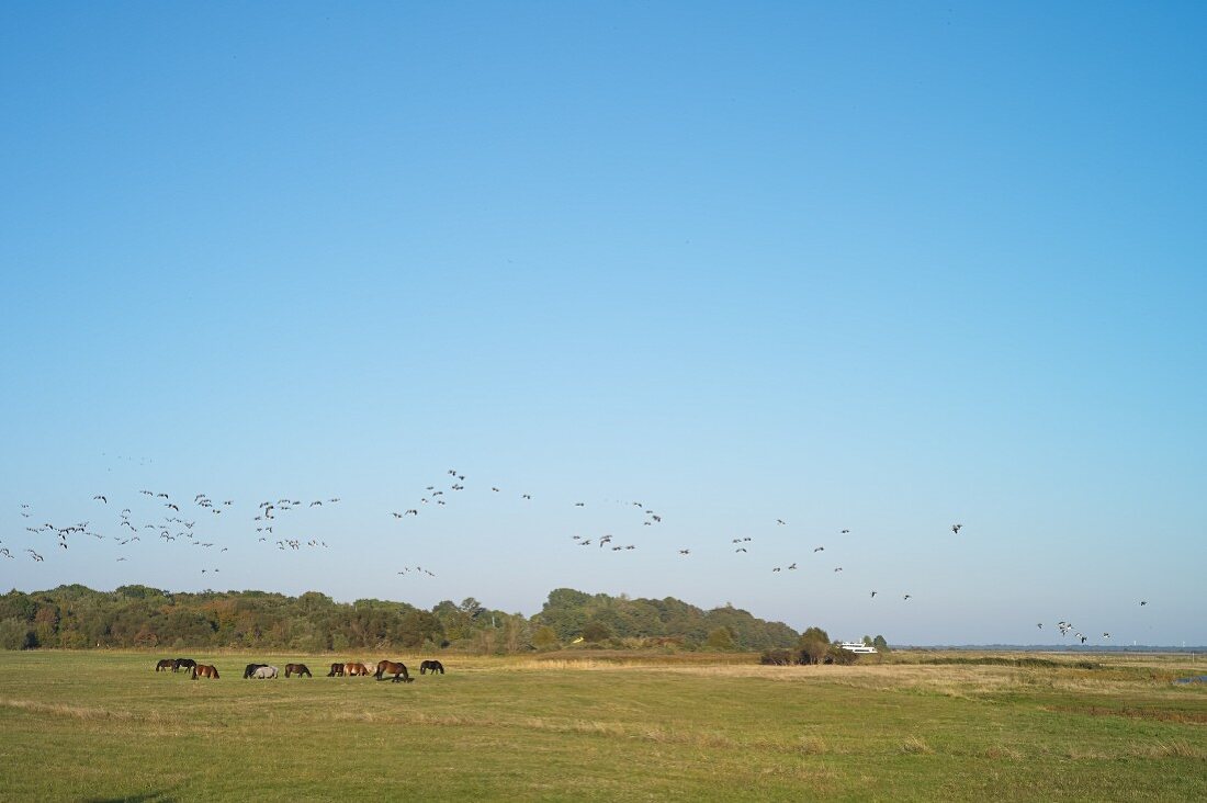 Horses and birds on the island of Hiddensee between Vitte and Kloster