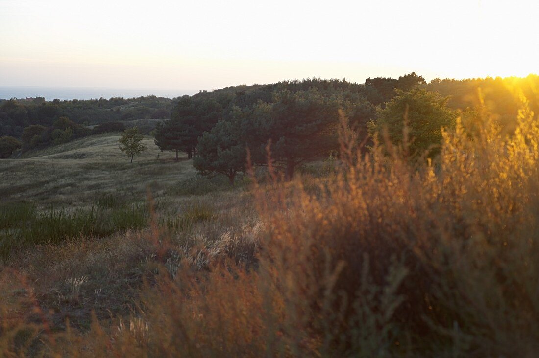 Blick auf den Dornbusch, Vorpommersche Boddenlandschaft