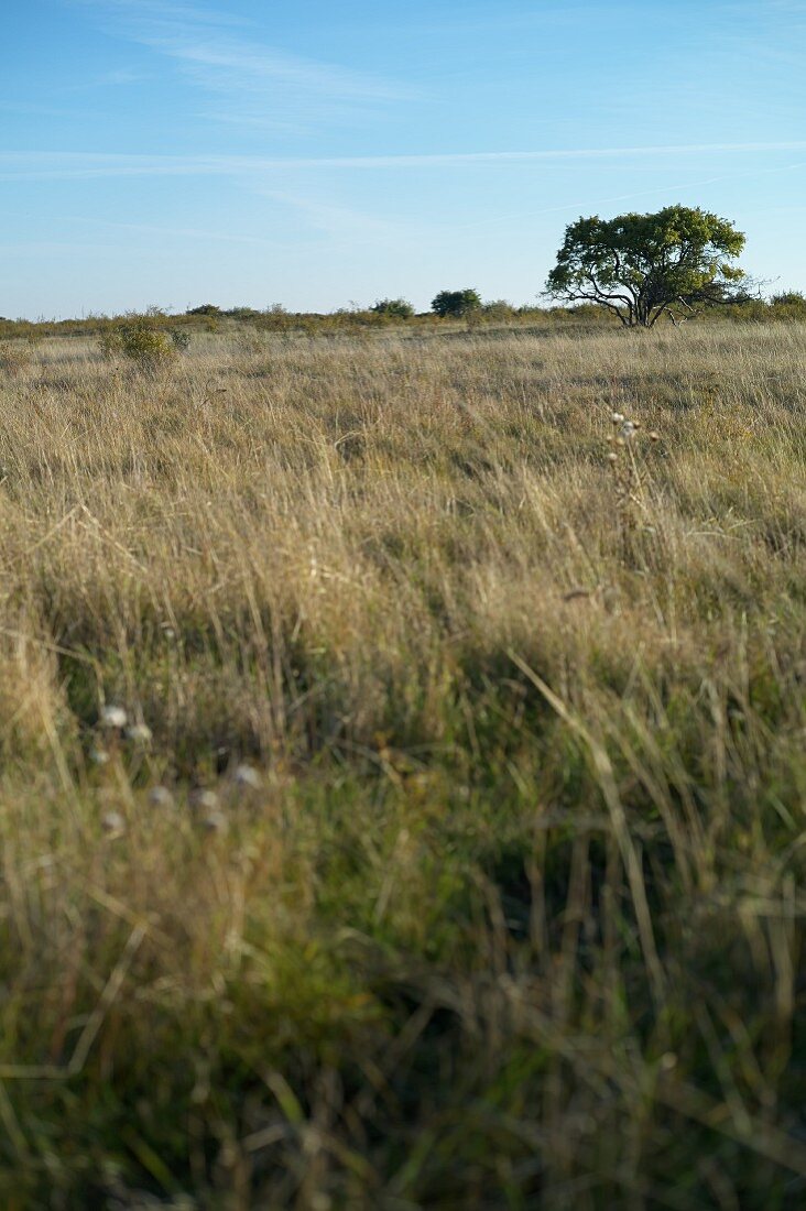 Altbessin, Vorpommern Boddenlandschaft