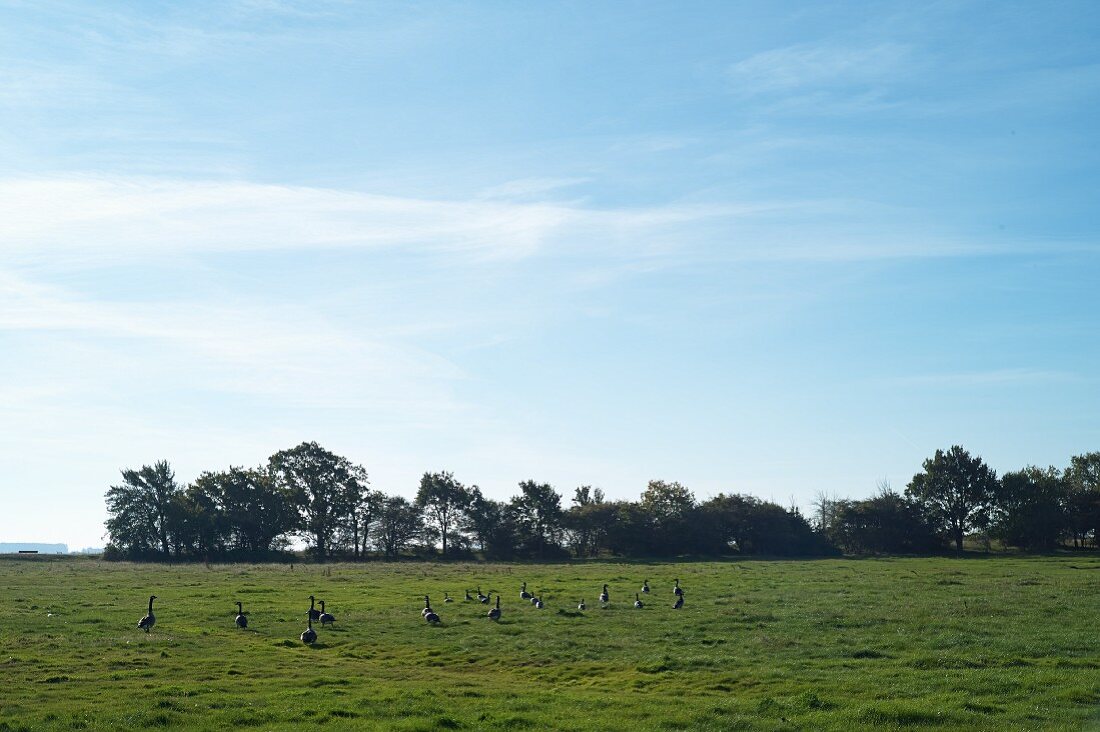 Geese on the Vorpommern Boddenlandschaft