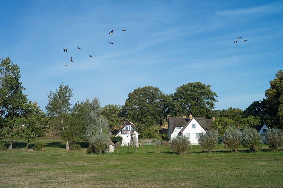 Migratory birds over the Vorpommern Boddenlandschaft with thatched roofed houses in the background