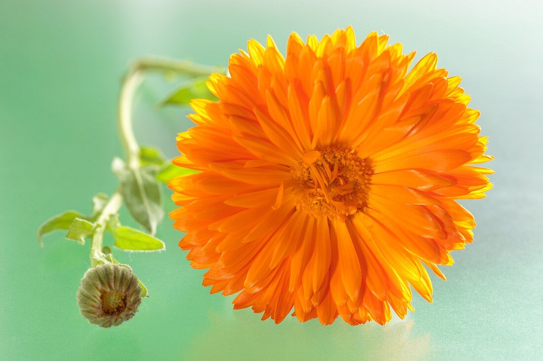 Calendulablüte und Knospe