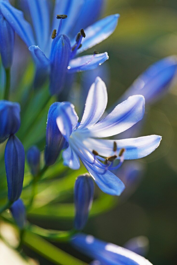 Purple agapanthus