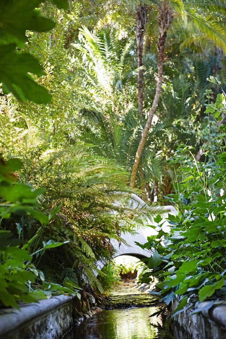 Narrow channel with stone side leading to briidge in tropical garden