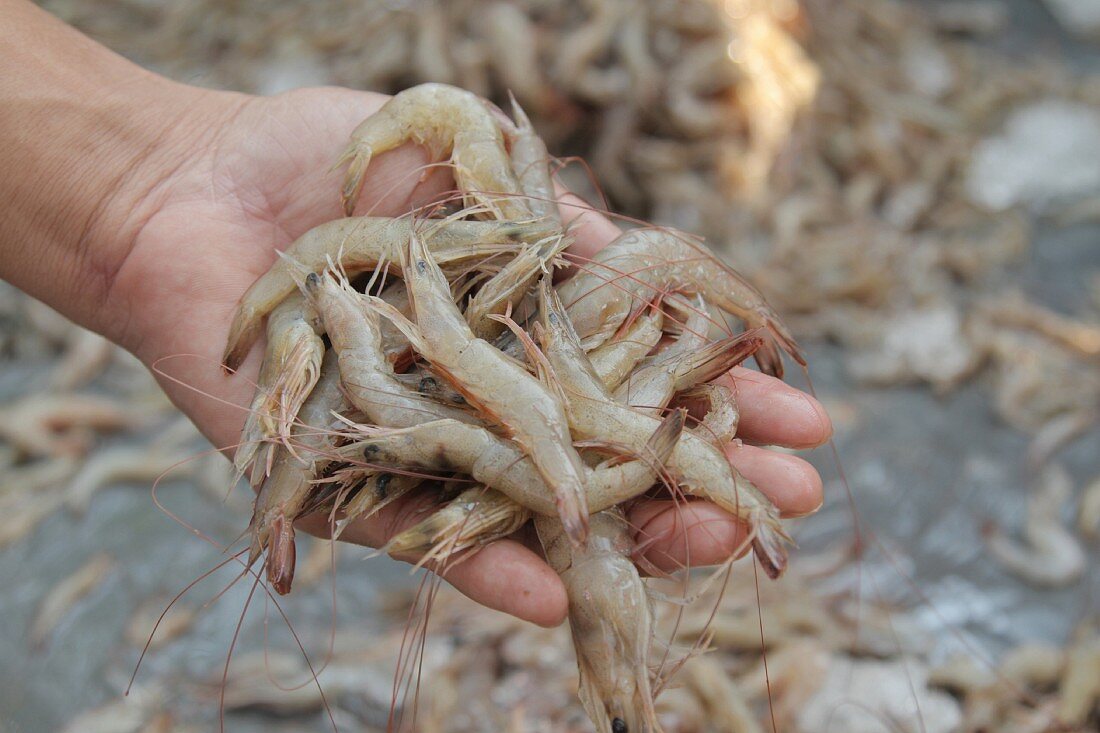 Hand mit frischen Garnelen, Thailand