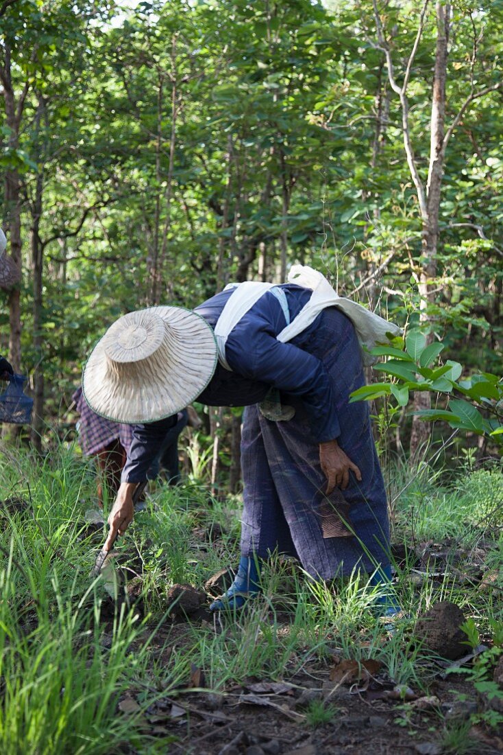 A Thai farmer foraging for mushrooms