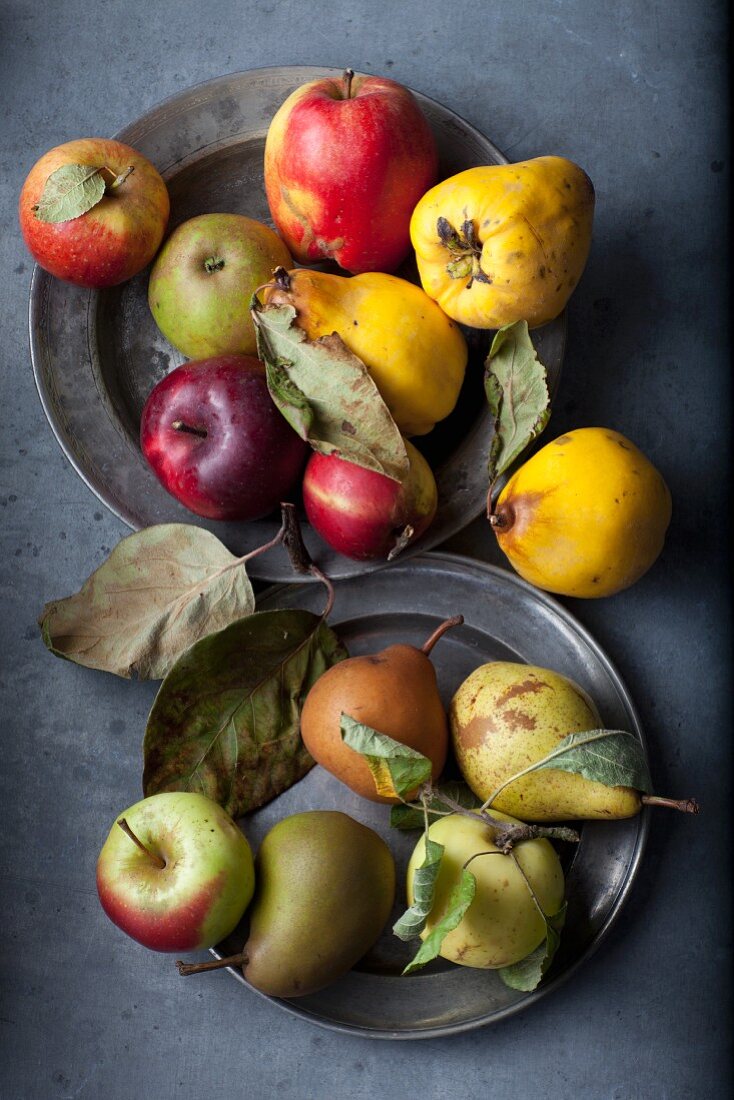 Kernobststilleben mit verschiedenen Äpfeln, Quitten und Birnen