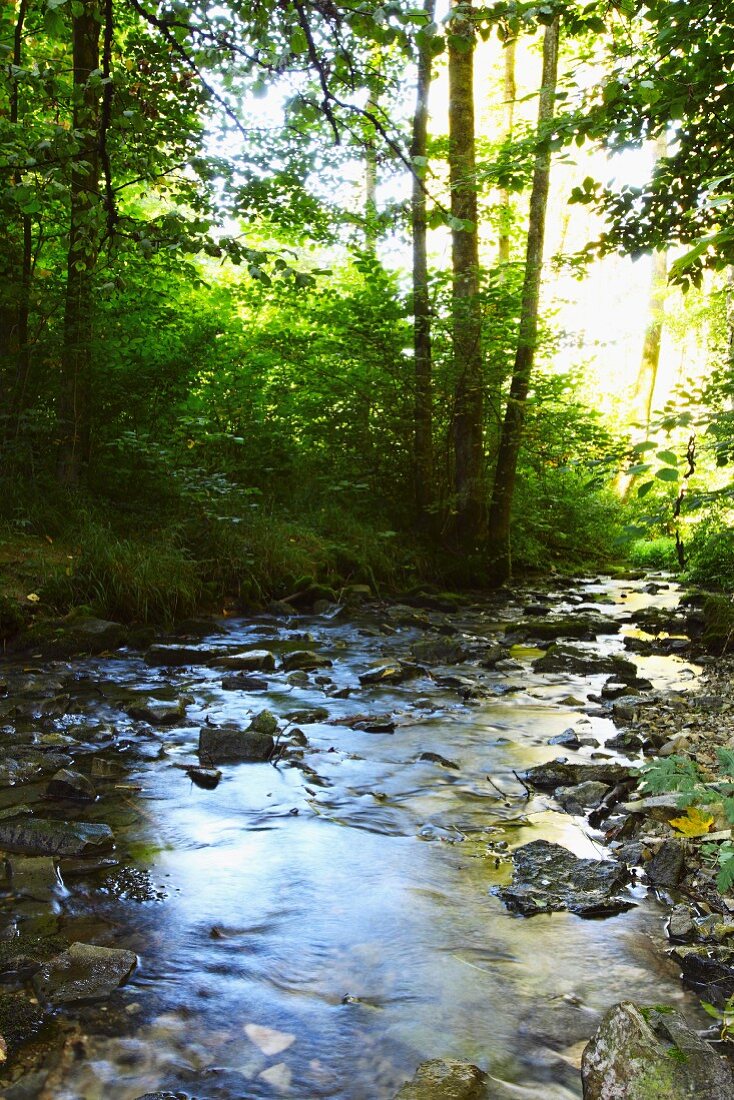 Lillach stream in Weissenohe (Franken, Germany)
