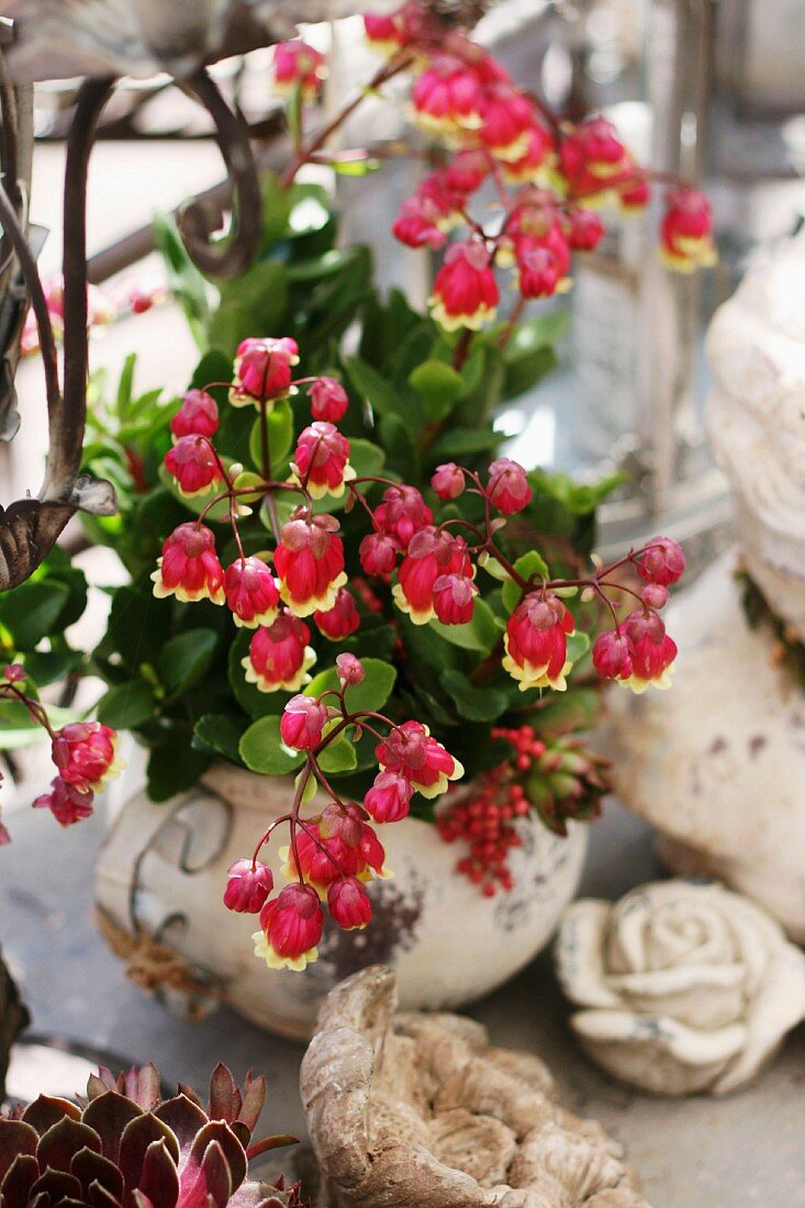 Rot blühende Kalanchoe in Steinkrug