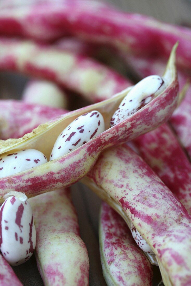 Borlotti beans in their pods (close-up)