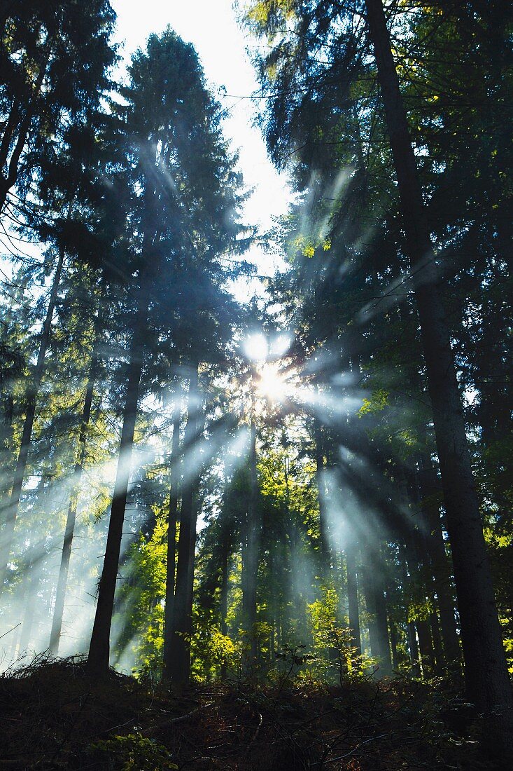 Sunbeams slanting through a forest (Oberfranken, Germany)