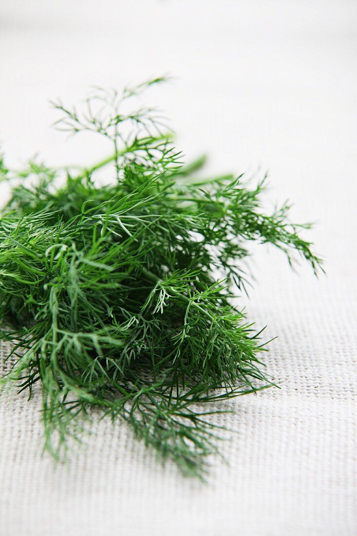 Fresh dill on a white surface