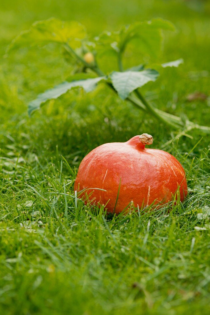 A Hokkaido pumpkin in green grass