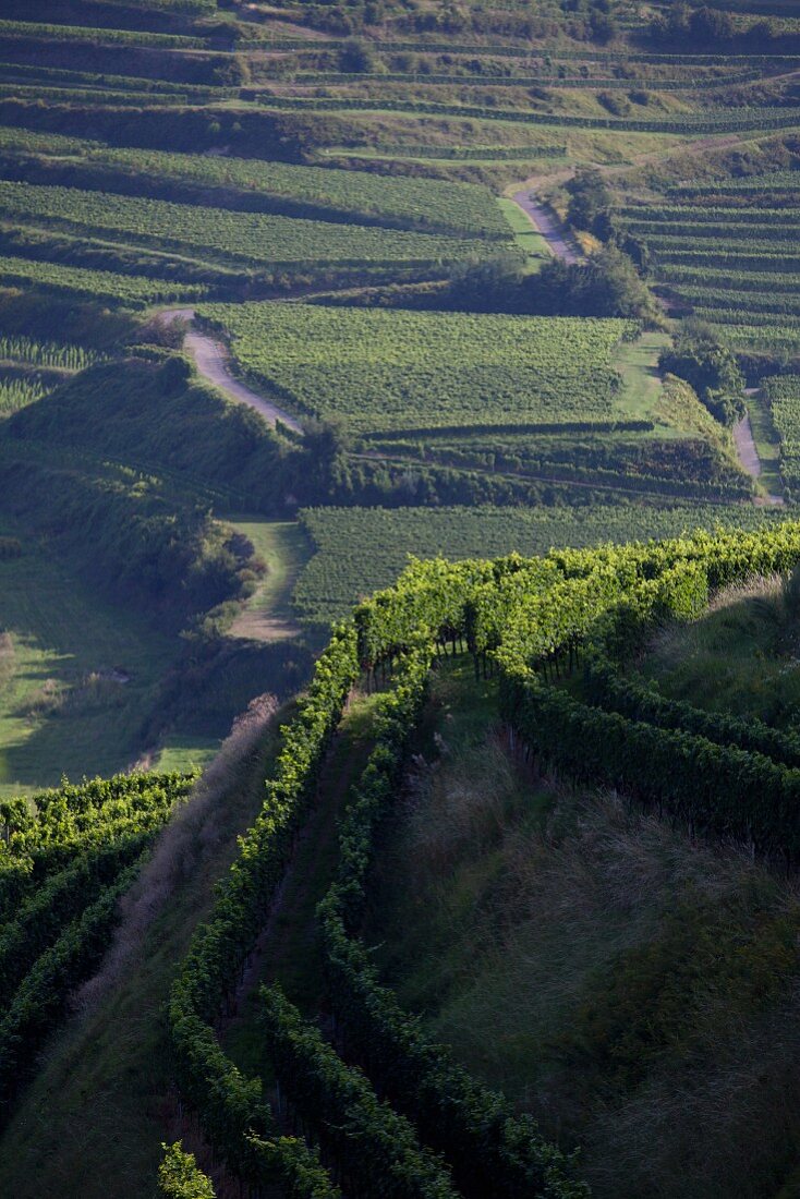 A view over vineyards near Oberbergen, Kaiserstuhl