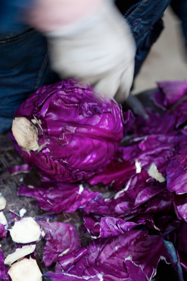 A red cabbage with the outer leaves cut off