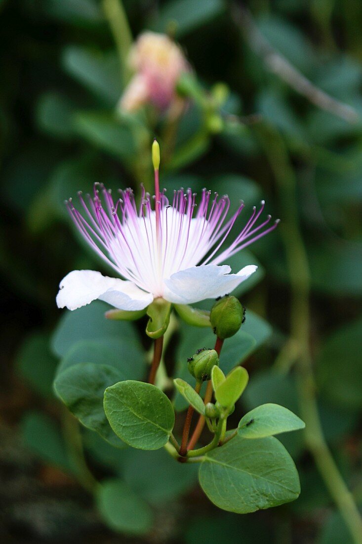 Caper flowers on a branch