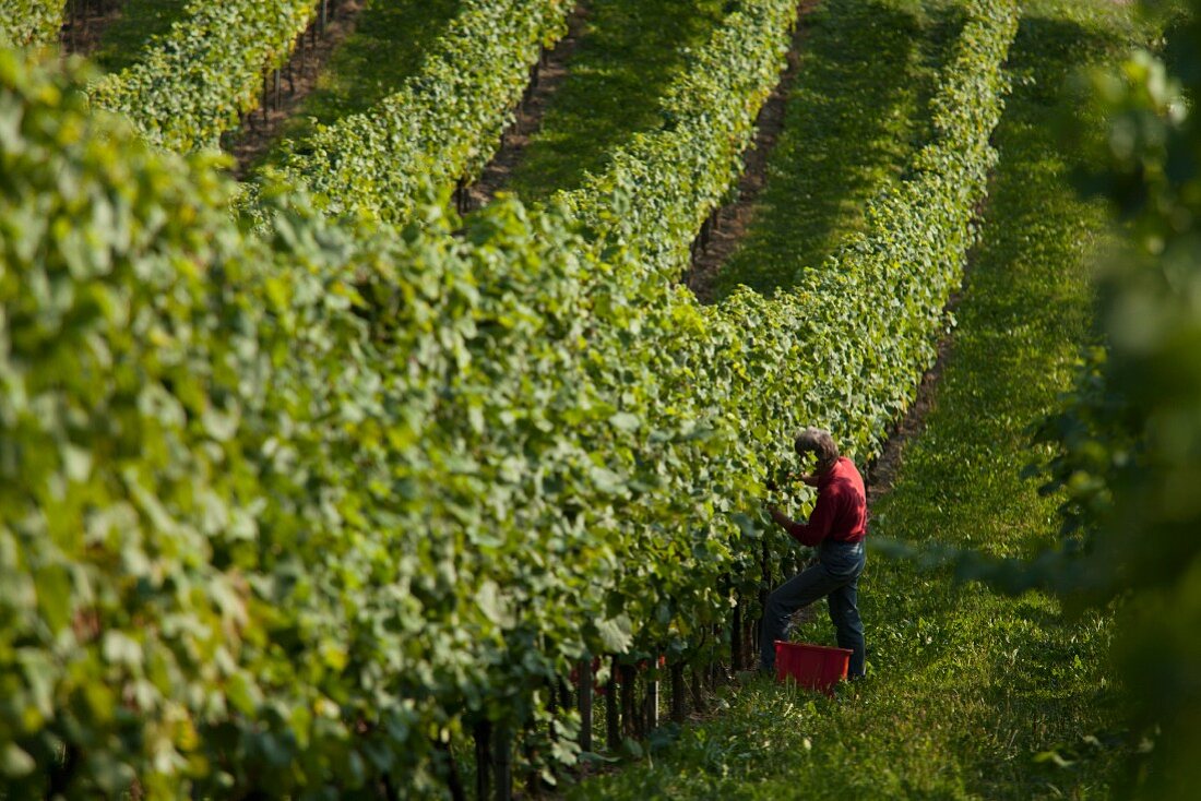 Vines in Southern Styria (Austria)