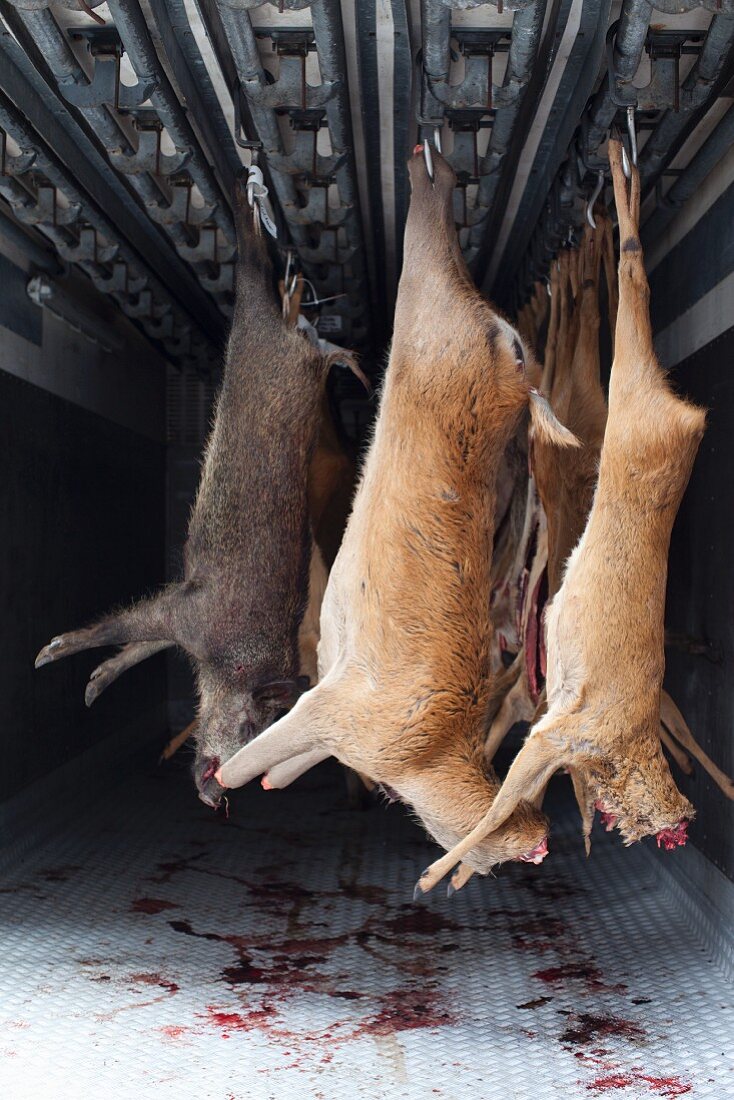 Slaughtered game hanging in a refrigerated vehicle