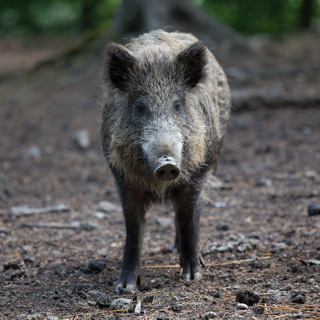 A live wild boar in a forest