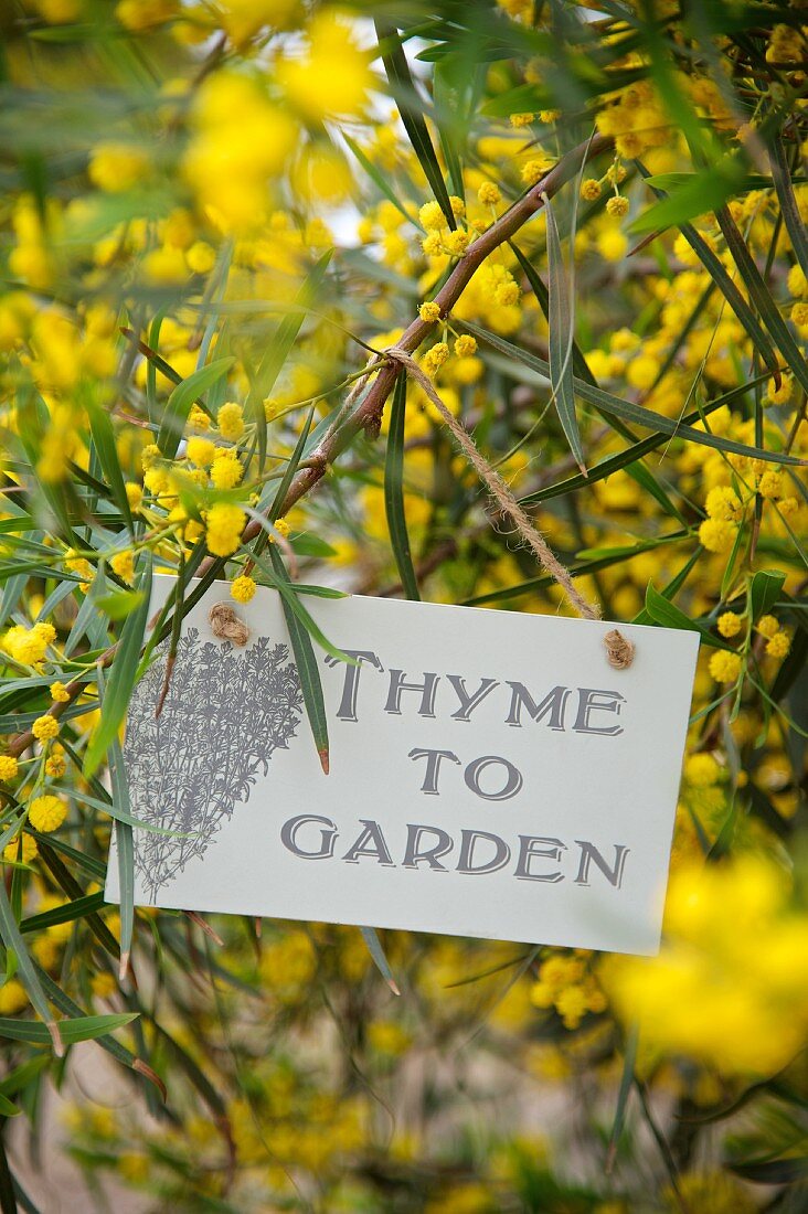 An gelb blühendem Zweig aufgehängtes Schild im Garten