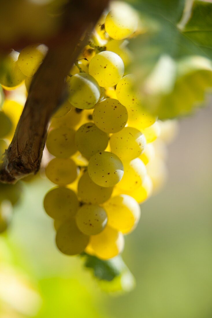 Sauvignon-Trauben im Sonnenlicht