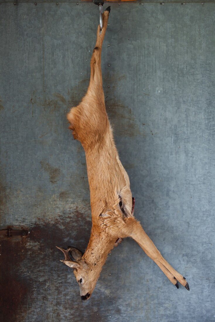 A slaughtered, hanging roebuck