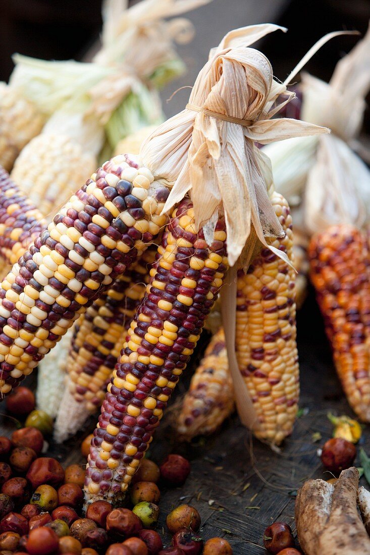 Burmese corn cobs