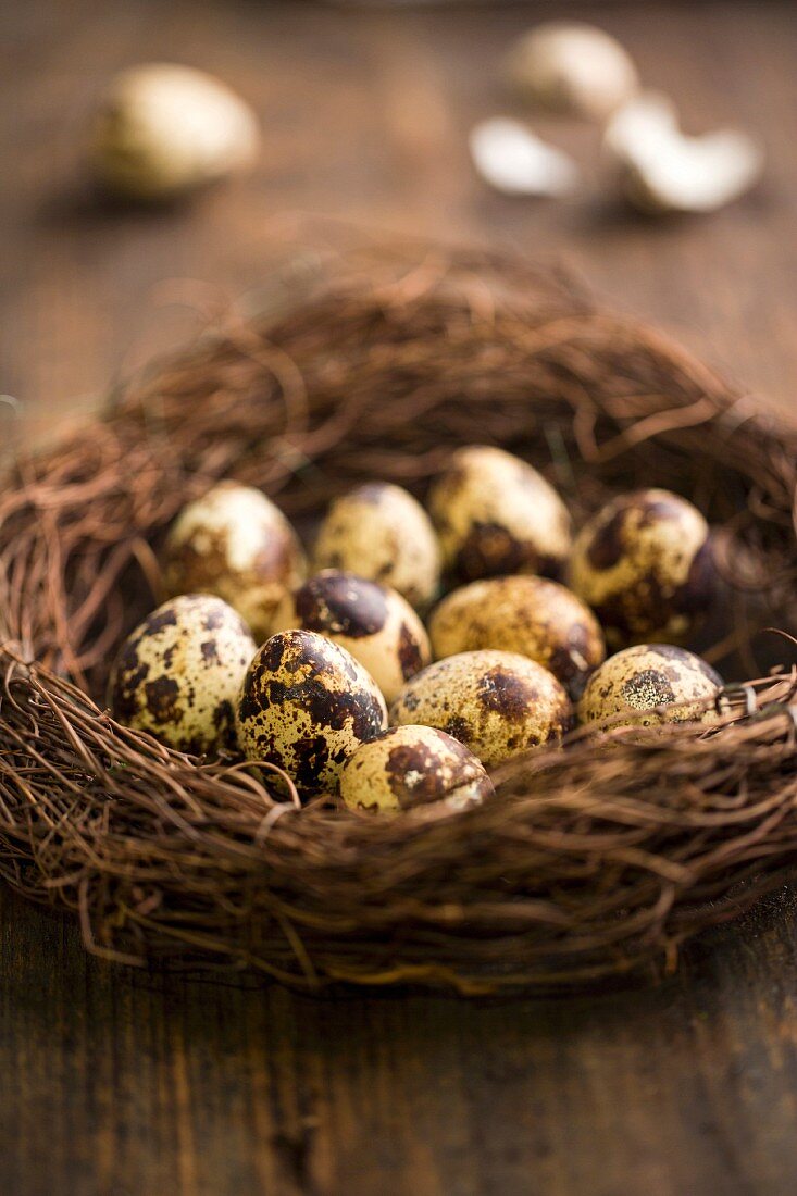 Wachteleier im Nest