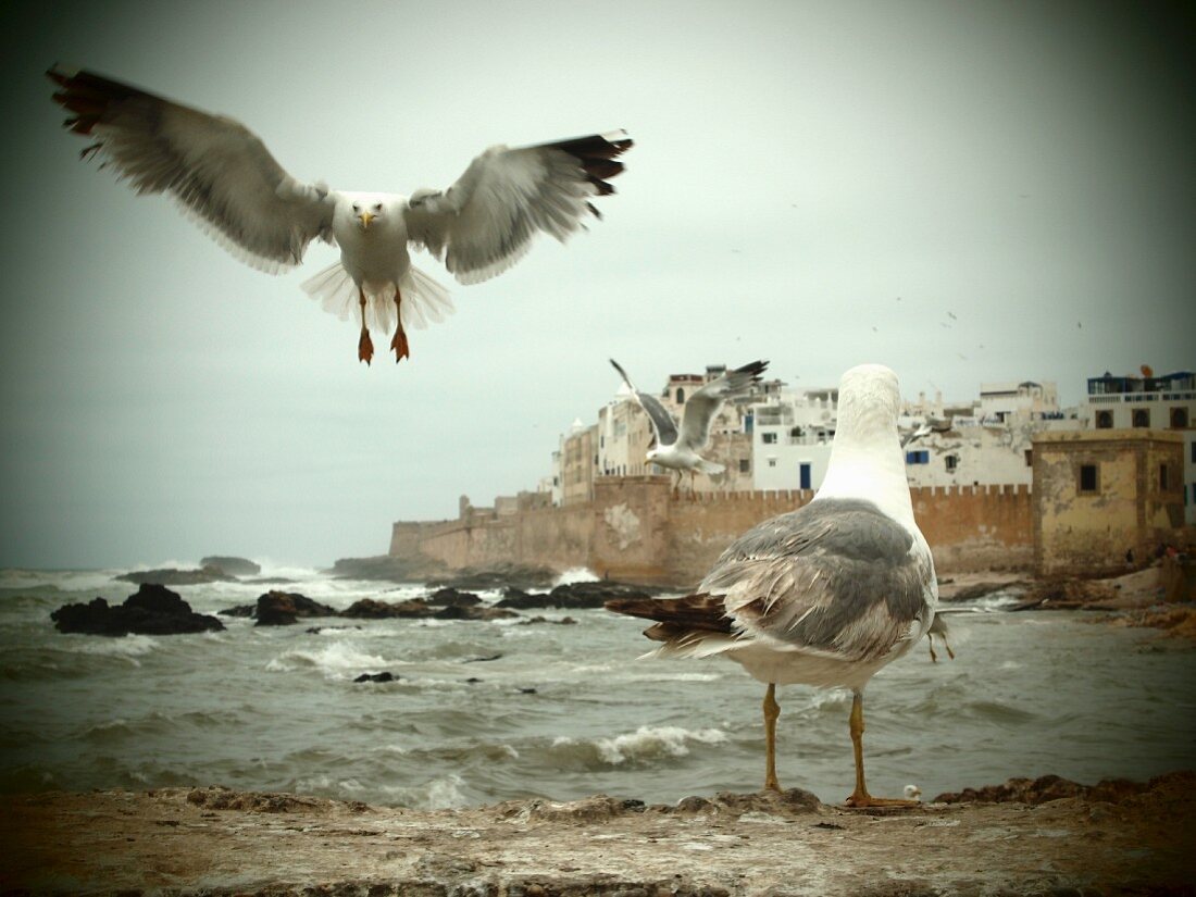 Möwen im Hafen vor der Kulisse der Medina von Essaouira, Marokko