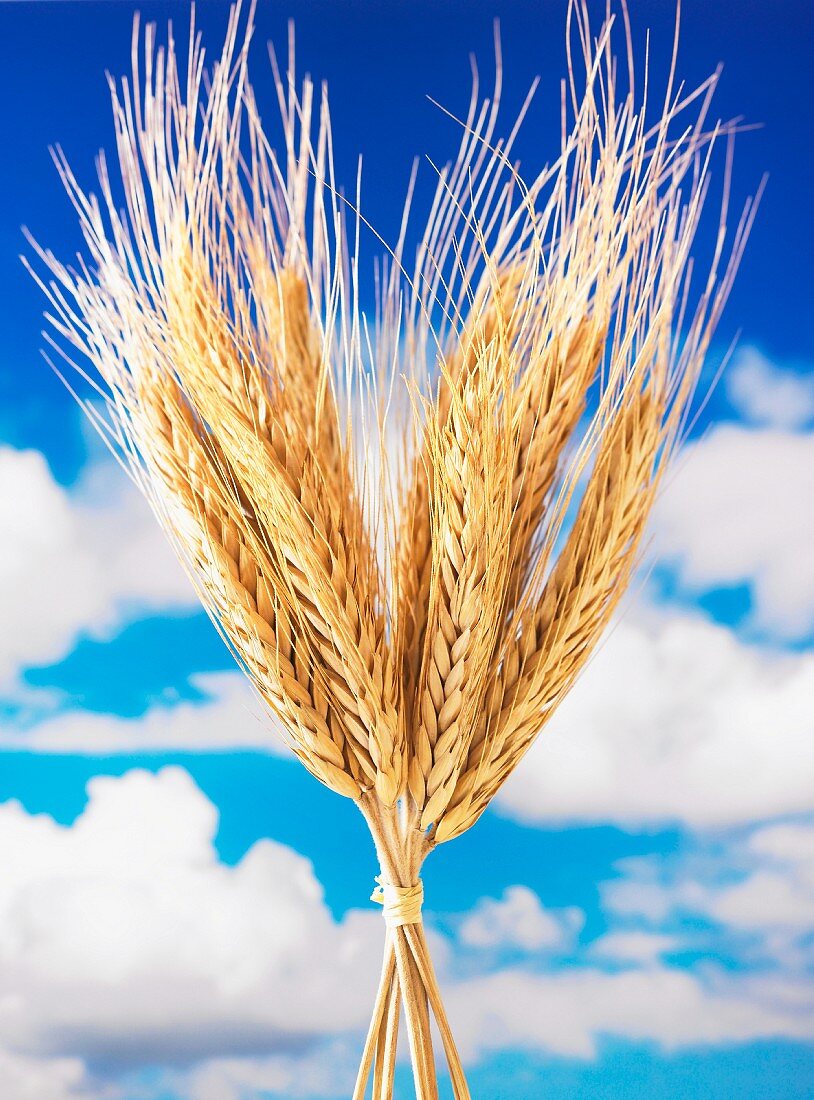 Ears of wheat against a cloudy blue sky