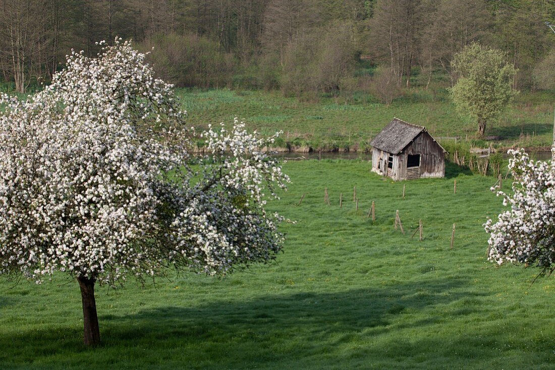 Flowering apple tree