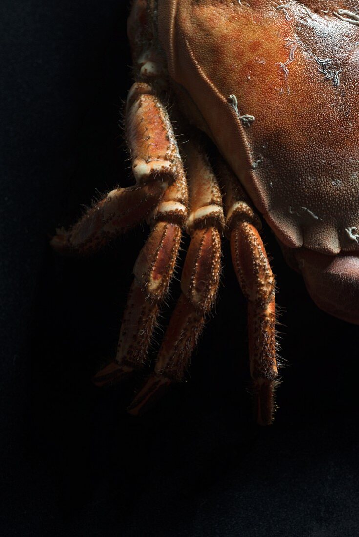 A fresh crab (detail)