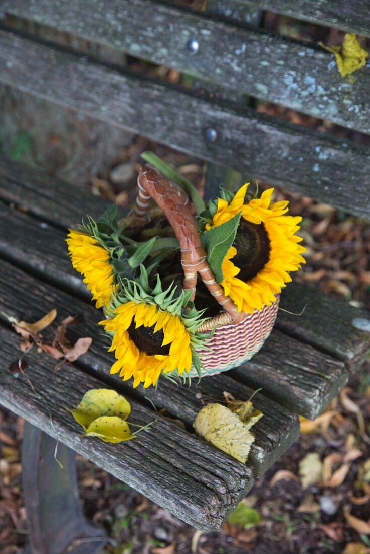 Basket of sunflowers and fallen leaves on weathered wooden bench outdoors