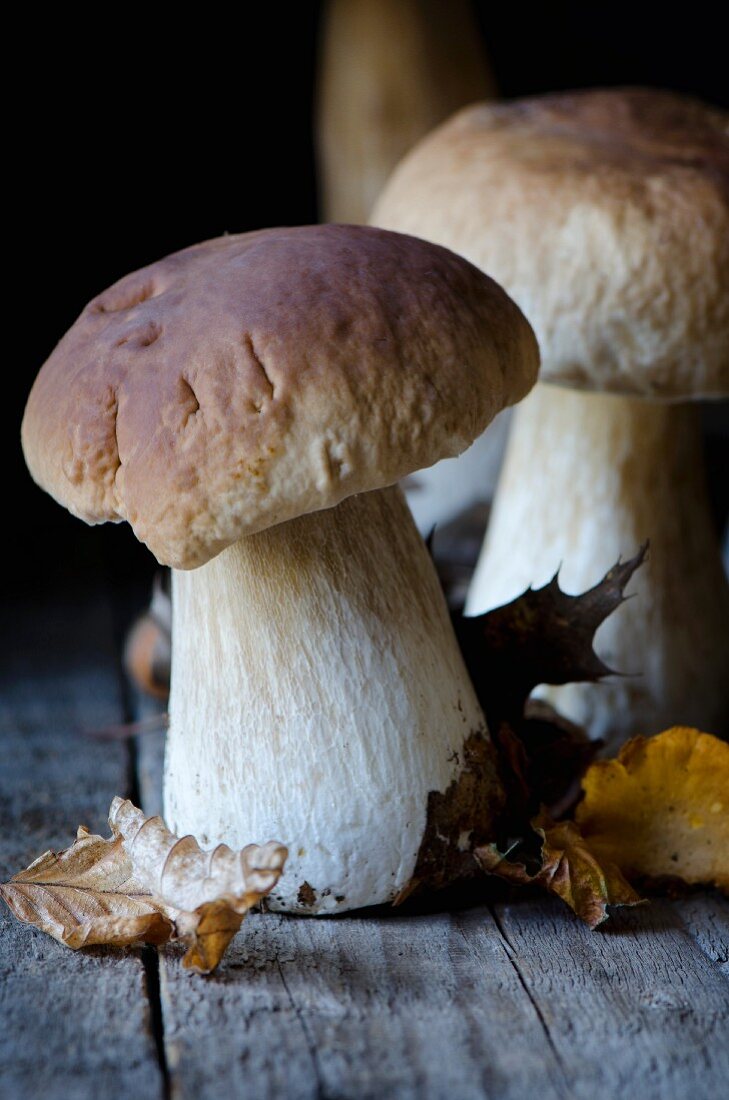 Porcini mushrooms with autumnal leaves