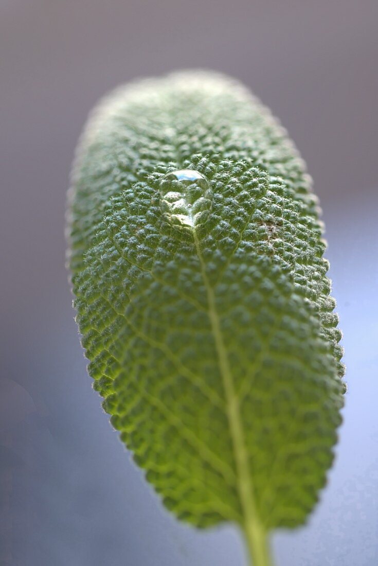 Ein Salbeiblatt mit Wassertropfen
