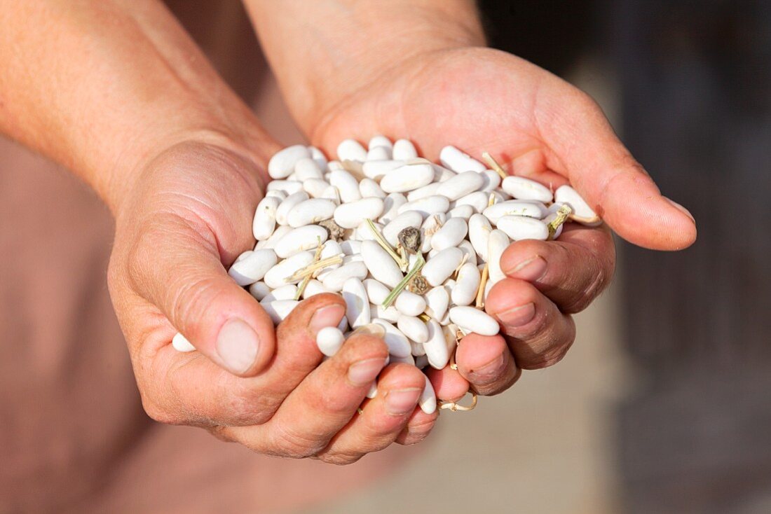 Hands holding lingot beans from Castelnaudary (France)