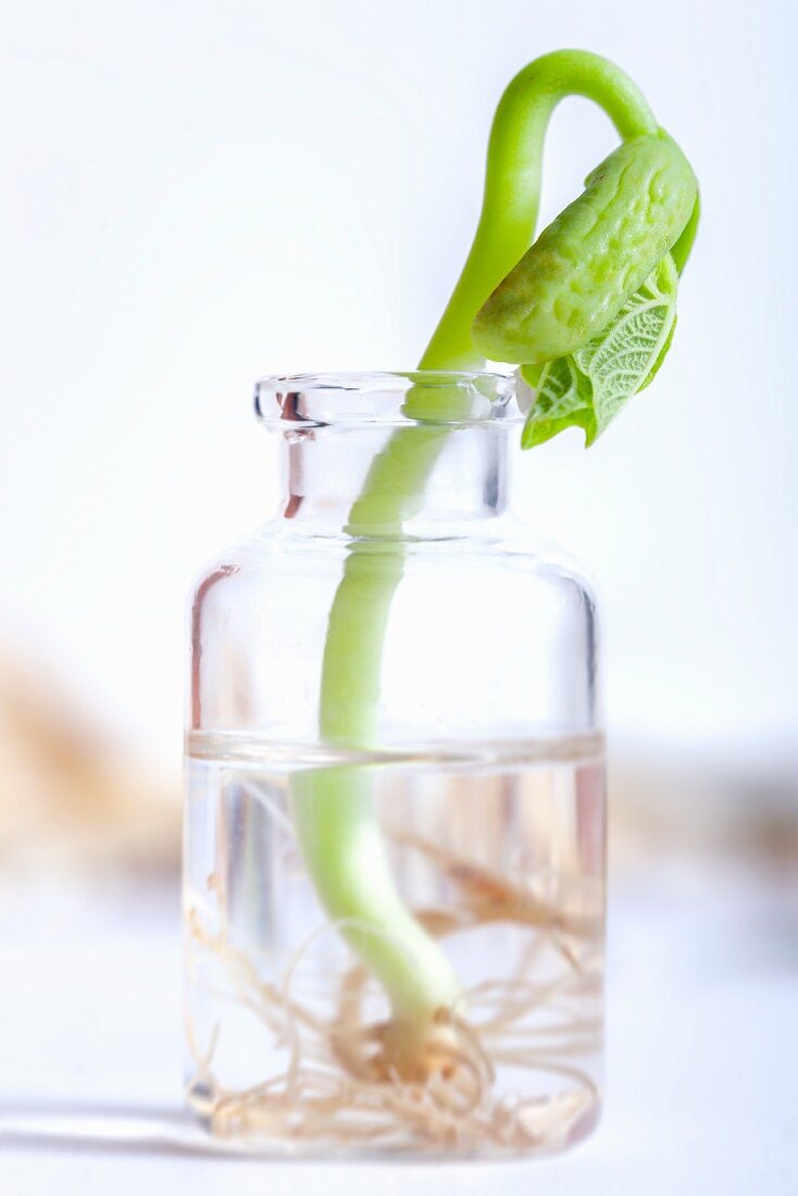 A lingot bean shoot in a glass of water (close up)