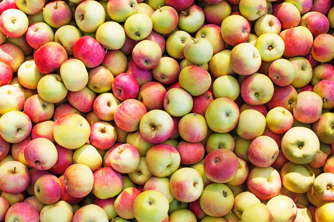 Freshly harvested apples (seen from above)