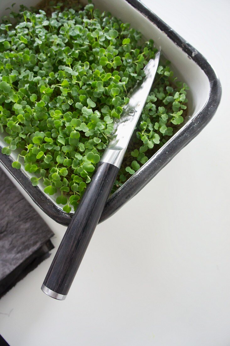 Fresh cress in a planter