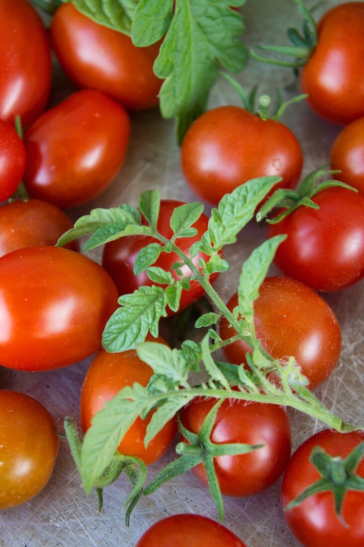 Cherry tomatoes and plum tomatoes with leaves (close-up)