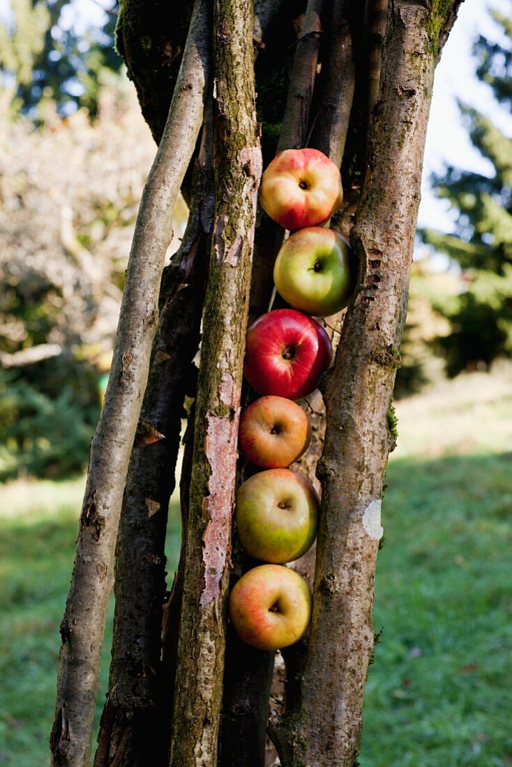 Verschiedene Apfelsorten von einer Streuobstwiese liegen hochkant zwischen Holzstecken an einem Baum