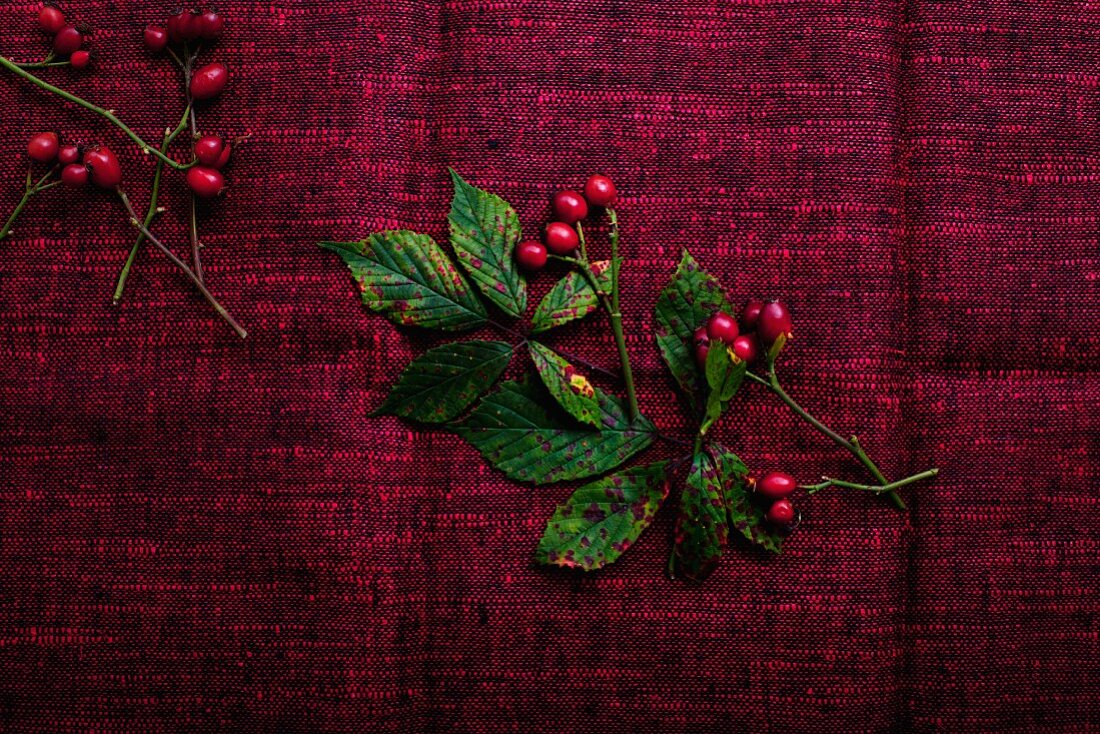 Hagebutten und herbstliche Brombeerblätter auf alter roter Tischdecke