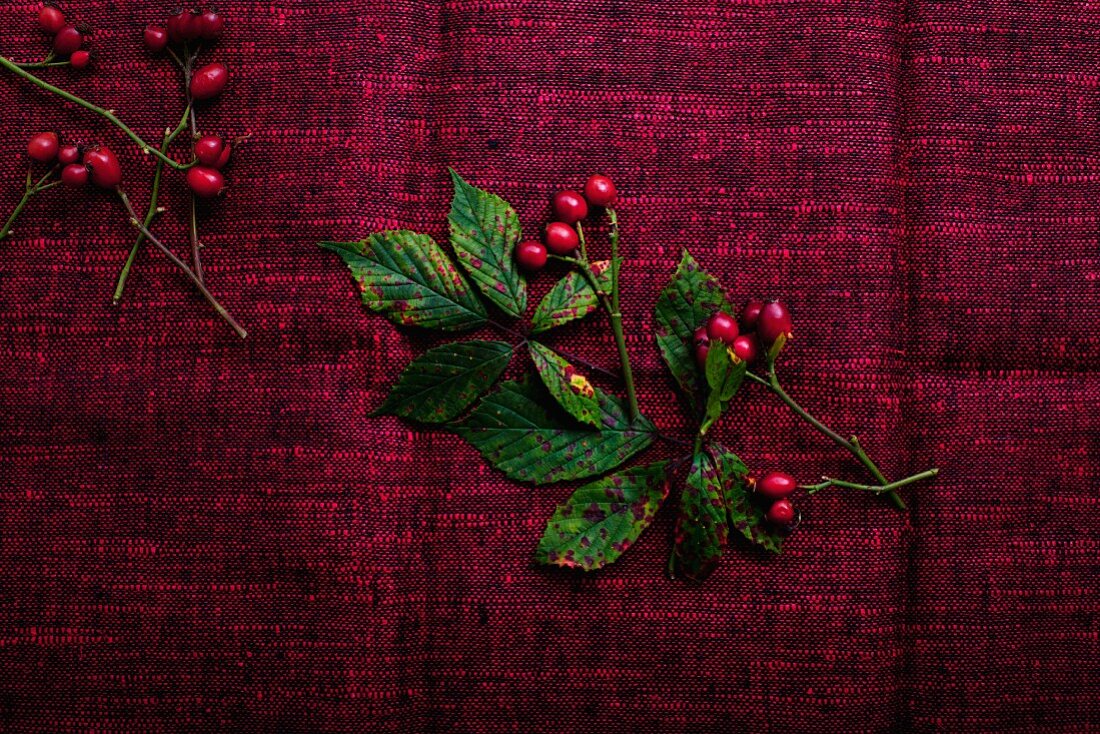 Rosehips and autumnal blackberry leaves on an old red tablecloth