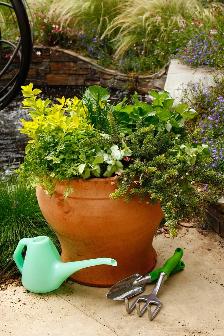 An earthenware pot planted with decorative green plants
