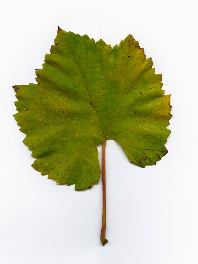 A green Chardonnay vine leaf (seen from above)