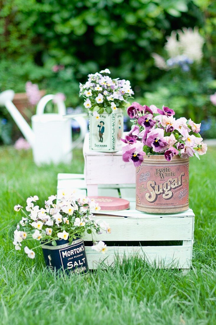 Vintage tins planted with violas and pansies on wooden crate