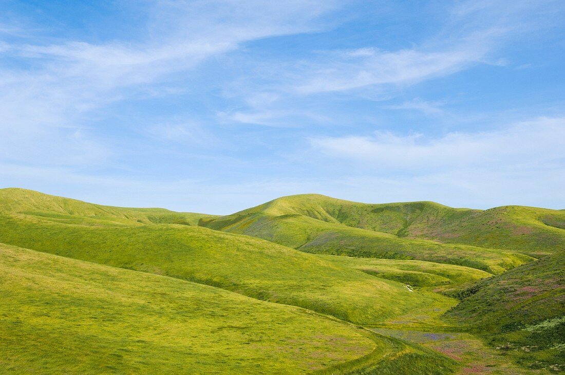 A rolling green landscape under a blue sky